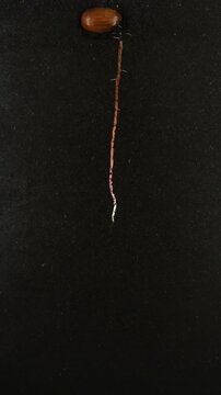 Oak acorn (Quercus robur) was planted in the rhizobox to study growing roots. Acorn germinated, grew, and developed leaves within 22 days. Vertical orientation