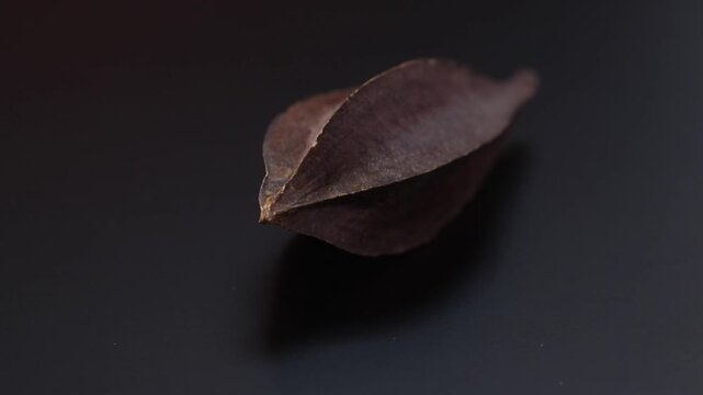 combretum indicum - Rangoon Creeper