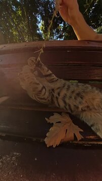 Vertical video. Close-up shot of a cat sitting upright on a bench, curiously gazing at the camera, while a woman in the background plays with another cat. Sunlight filters through nearby trees.