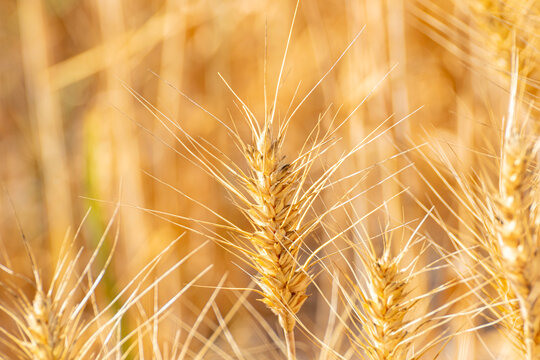 Golden wheat ear close up in sunlit field The Concept of Agriculture