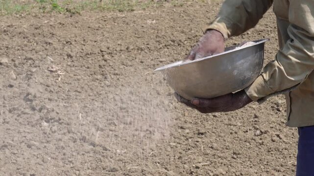 Farmers spreading fertilizer in field by hand