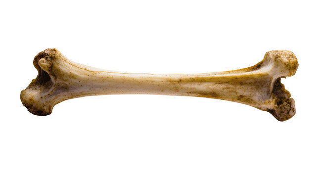 Large animal femur bone with rough textured ends displaying natural beige hues and subtle surface details, isolated on transparent background for anatomical studies