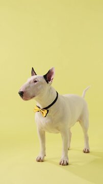 A Bull Terrier dog stands in full body on a yellow studio background. The scene emphasizes clean commercial and minimal style.