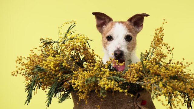 A Jack Russell Terrier dog looks through yellow flowers in a studio setup. The scene feels playful and visually clean for advertising use.