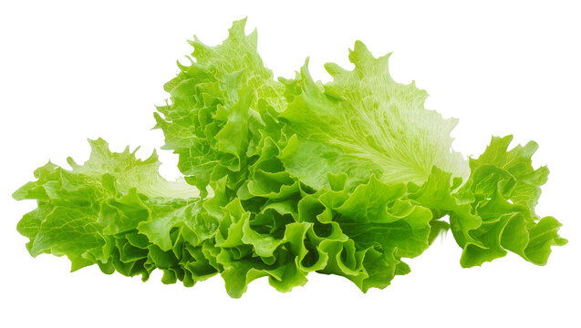 Vibrant green leafy lettuce bunch showcasing ruffled edges and fresh texture, isolated on transparent background for healthy food designs