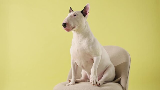 A Bull Terrier dog sits on a chair in a yellow studio setting. The scene combines minimal design and lifestyle concept.