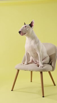 A Bull Terrier dog sits on a chair in full body view against yellow background. The composition feels clean and commercial ready.
