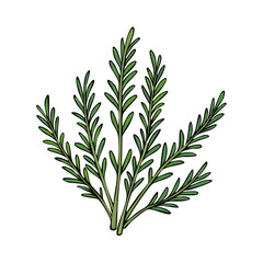 Fototapeta premium Hand Drawn Illustration of a Sprig of Fresh Green Rosemary Herb Plant
