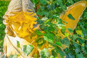 Fototapeta premium Angel statue surrounded by green ivy, expressing peace, harmony, and natural beauty in warm sunlight in a tranquil garden setting.
