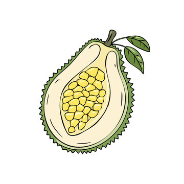Illustration of a halved exotic green spiky fruit with yellow seeds and leaves