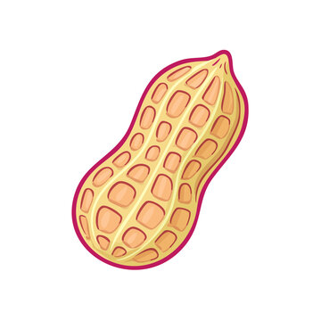 Single peanut illustration with detailed texture and vibrant purple border on a white background