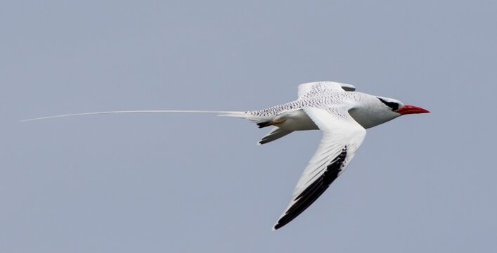 Red-billed Tropicbird (Phaeton aethereus) flying over the Atlantic ocean near Antigua Island in the Caribbean.