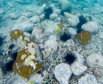 Sea Urchin (Echinoidea) in the Atlantic ocean, off Antigua island, Caribbean.