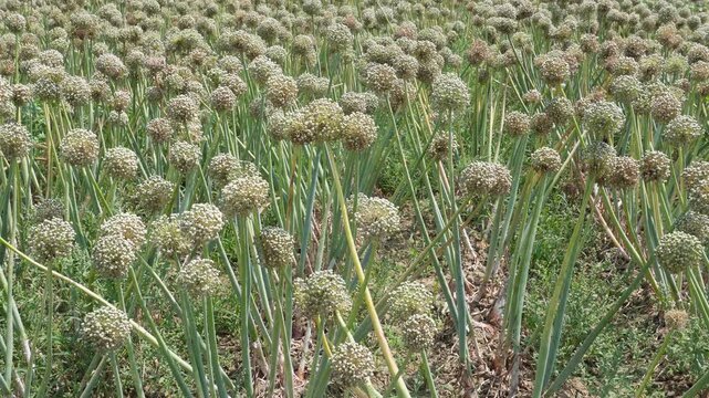 Onion Field in Bloom with Seed Heads Ready for Production