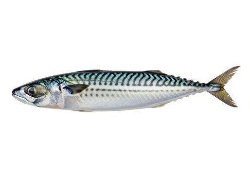 Fresh atlantic mackerel fish isolated on white background