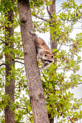 Raton laveur dans un arbre © Anthony