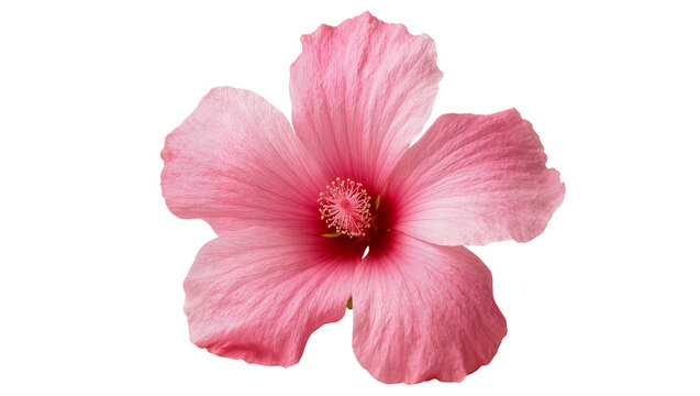 Vibrant pink hibiscus flower with ruffled petals and prominent yellow stamen, isolated on transparent background for floral design elements