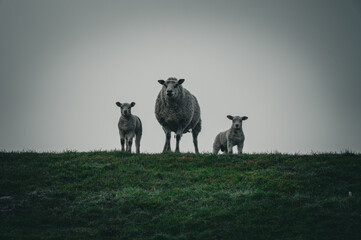 Obraz premium A sheep with two lambs in a misty meadow, Easter lamb, sheep on the Hunte dike in 27798 Holle, Germany
