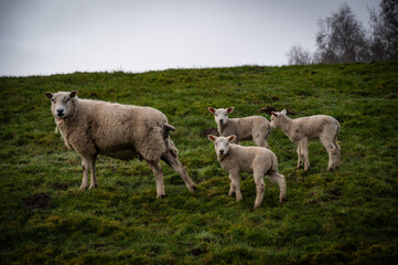 Obraz premium A sheep with three lambs in a misty pasture, Easter lamb, sheep on the Hunte dike in 27798 Holle, Germany