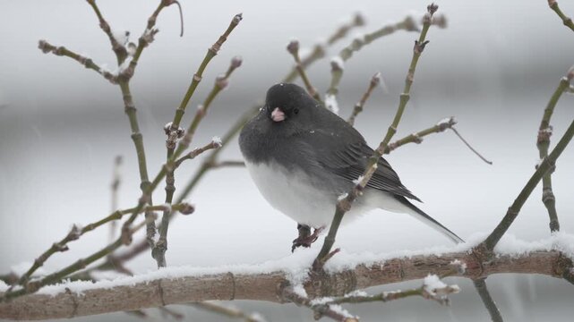A serene winter scene captures a dark-eyed junco perched delicately on a snow-covered branch as soft snowfall drifts through the frame.
