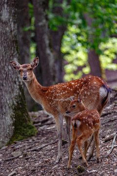 Biche et son petit