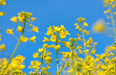 Fototapeta premium 黄色の菜の花と青空