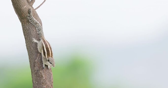 Indian palm squirrel rests on a tree trunk, basking in the soft light of a monsoon morning.