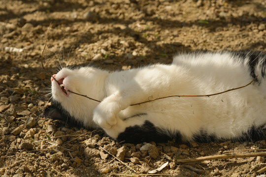 Un chat joue &agrave; mordiller une brindille sur le dos, sur un sol de terre caillouteux, sous l'ombre d'un arbre par une journ&eacute;e ensoleill&eacute;e