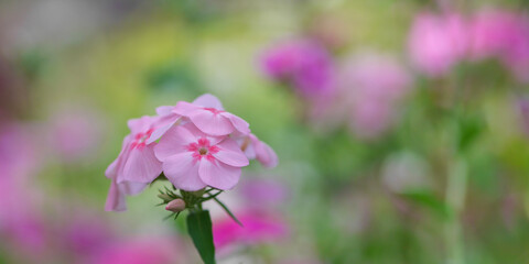 Fototapeta premium Soft pink dianthus flowers with vibrant pink and green bokeh background, floral banner with copy space