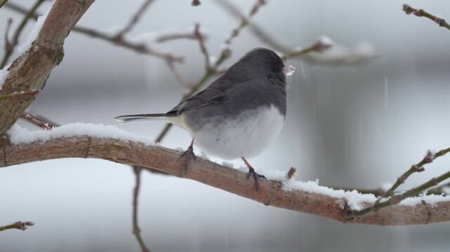 A serene winter scene captures a dark-eyed junco perched delicately on a snow-covered branch as soft snowfall drifts through the frame.
