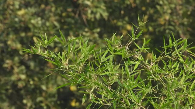 Beautiful Bamboo leaf's in wind .