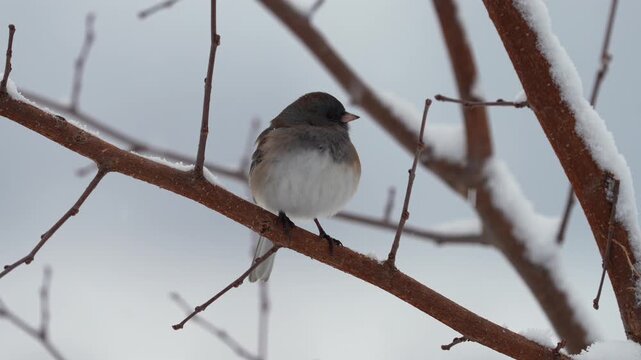 A serene winter scene captures a dark-eyed junco perched delicately on a snow-covered branch as soft snowfall drifts through the frame.