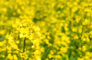 Fototapeta premium 黄色の菜の花