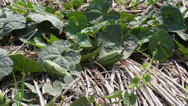 Close‑up of pointed gourd vine with green fruits