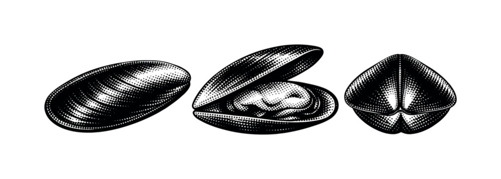 Mussel green-lipped mussel shown closed, partially opened, and rear hinge view as the same elongated mussel with smooth shell form. Black and white dot style