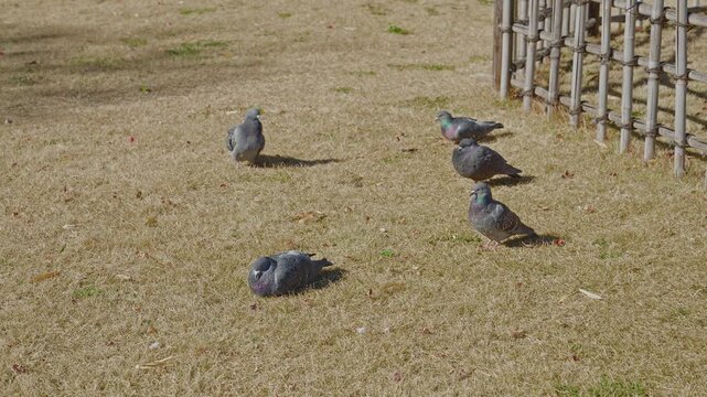 A group of pigeons peacefully resting and sitting on dry, yellow grass in a sunlit park during a bright day.