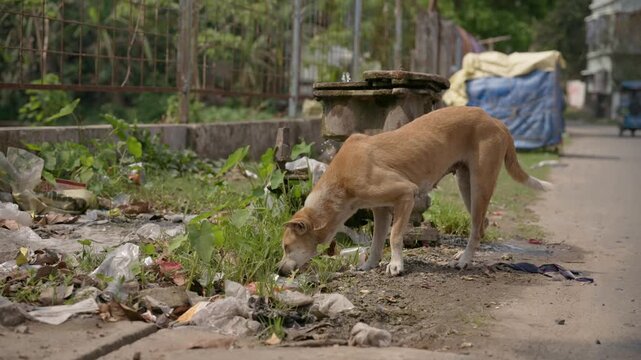 A thin stray dog scavenges through plastic waste and litter on a sunny roadside in India. Ideal for social issues, animal welfare, and environmental pollution documentaries.