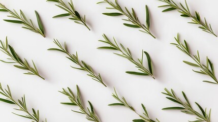 Fototapeta premium Tea tree branches arranged in a flat lay pattern, minimal herbal background