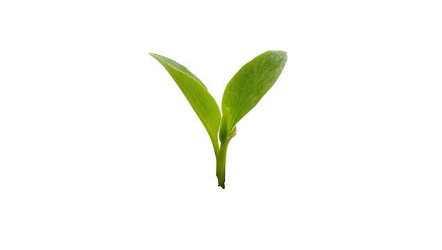 Vibrant young green tea plant sprout with two delicate leaves, isolated on transparent background for botanical designs and natural concepts