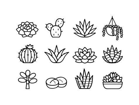 Succulent Variety. Line icon set of Succulent Variety: rosette succulent, cactus pad, spiky succulent, hanging succulent, barrel cactus, aloe plant, echeveria,