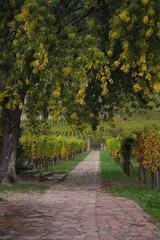 Scenic pathway through vineyard with stone path and lush greenery in rural France