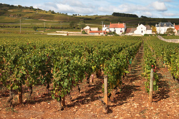 Vineyard landscape in France showcasing rows of grapevines under a clear blue sky with a distant farmhouse and lush green hills in the background