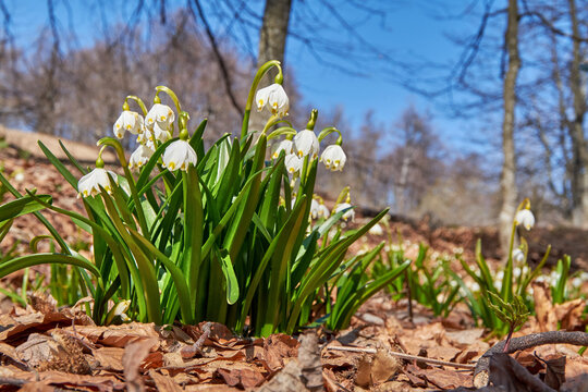 First spring flowers, lovely white snowflake (leucojum vernum) growing in the forest, spring floral background