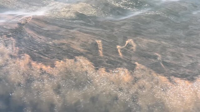 赤潮プランクトンの海