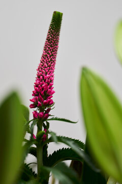 Close up of beautiful pink Veronica speedwell flower growing beyond green leaves
