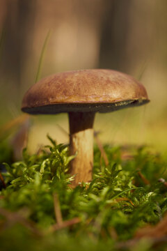 Close up of beautiful brown bay bolete mushroom (Boletus badius)
