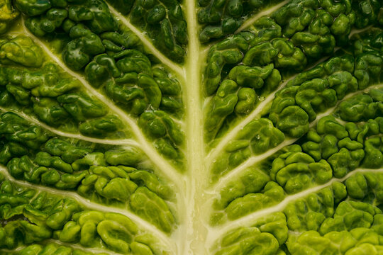 Macro shot of fresh green savoy cabbage leaf
