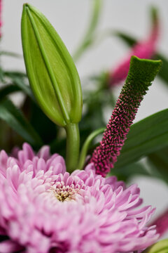 Close up of a beautiful pink summer aster and Veronica (speedwell) flower, with a green lily
