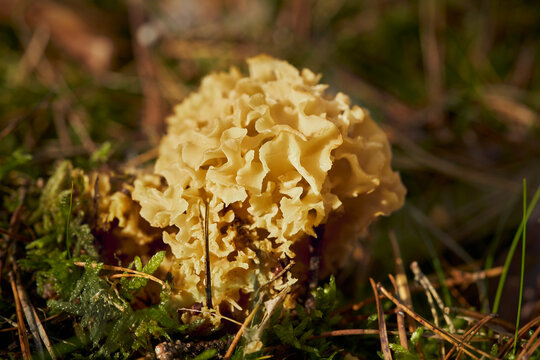 Close up of a beautiful yellow cauliflower mushroom growing in woodland sunlight

