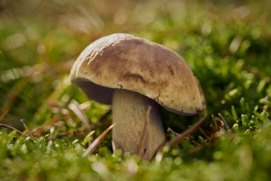 Close up of large porcini mushroom growing in woodland sunlight
